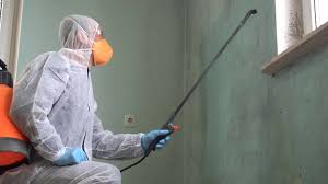 Best Basement Mold Removal  in Neenah, WI