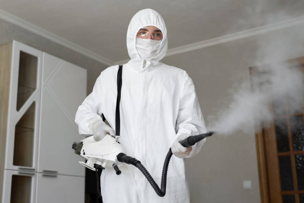 Best Basement Mold Removal  in Neenah, WI