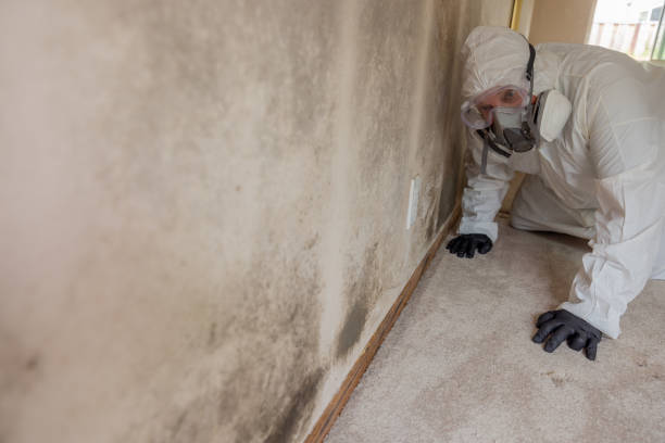 Best Mold Removal for HVAC Installations  in Neenah, WI